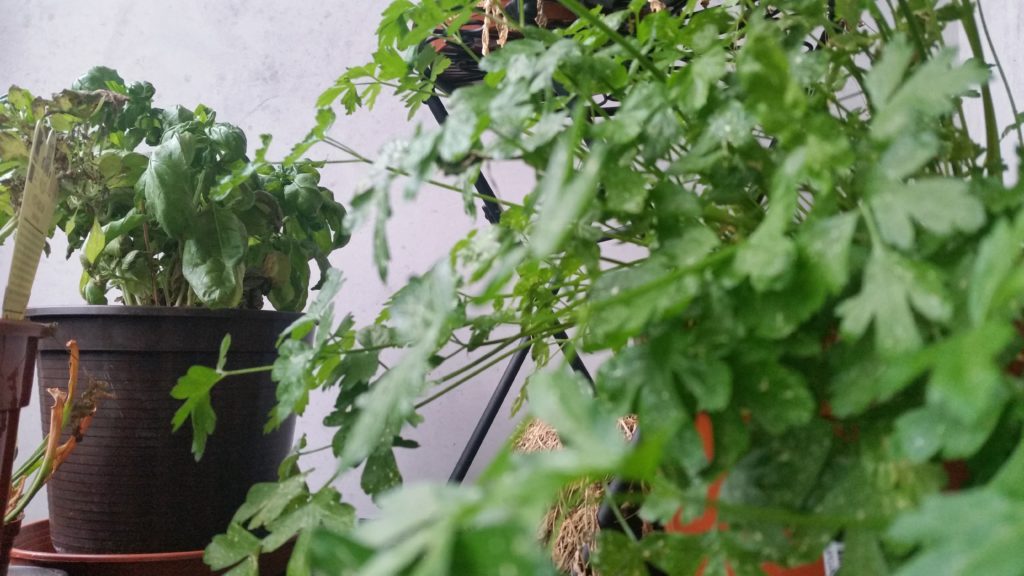 Gemüse auf dem Balkon