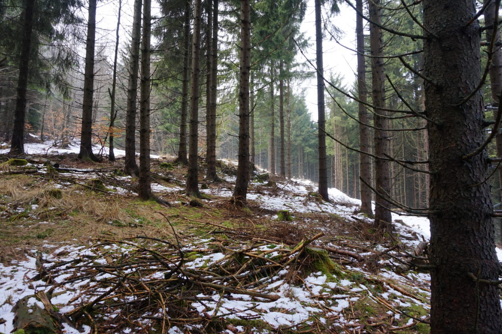 Thüringer Wald im März mit Schnee